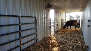 Inside photo of one of USA Container's CALFtainers, a pen for cows and calves.